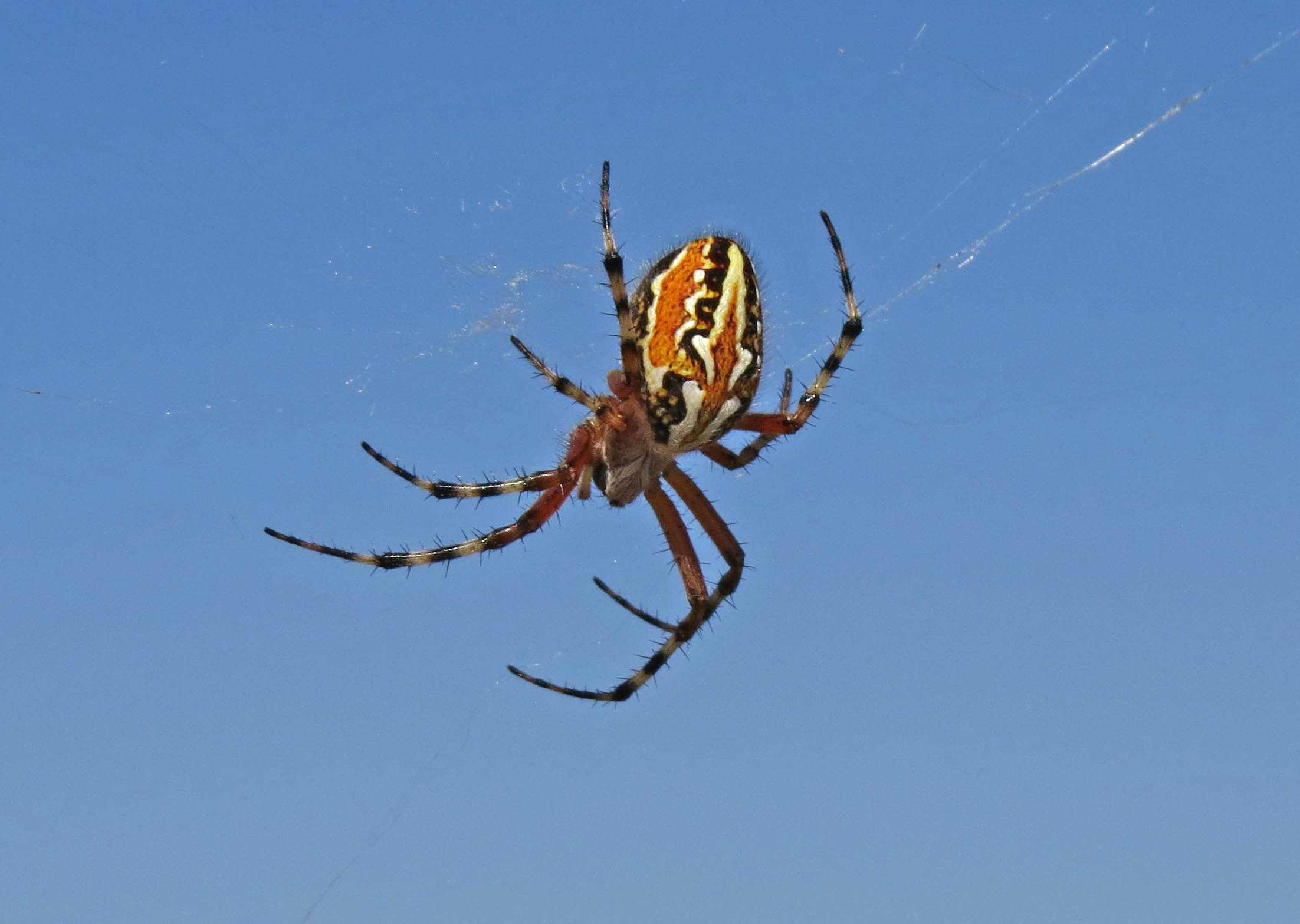Aculepeira armida - Murgia (BA)